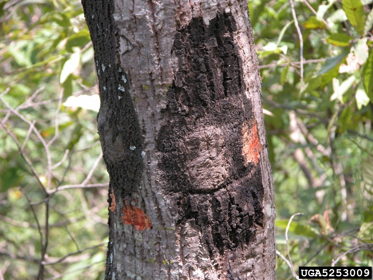 Phytophthora Root Rot